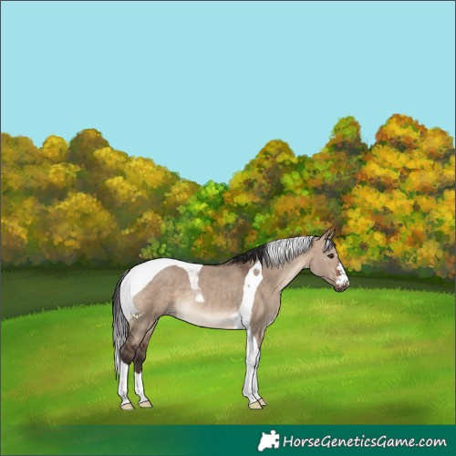 Horse Color:Brown Dun Tobiano Rabicano 