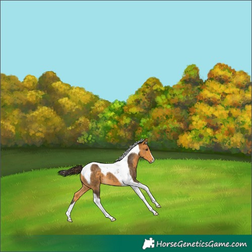 Horse Color:Buckskin Tobiano