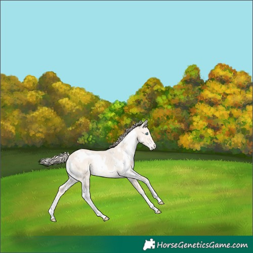 Horse Color:White Spotted Perlino Dun Appaloosa 