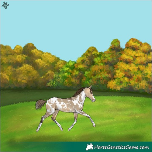 Horse Color:White Spotted Buckskin Dun Appaloosa 