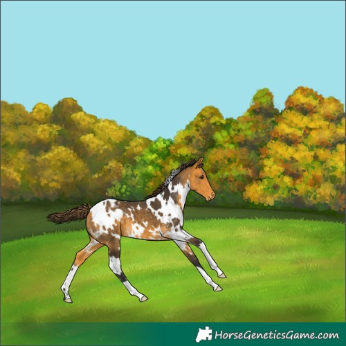 Horse Color:White Spotted Buckskin Blanket 