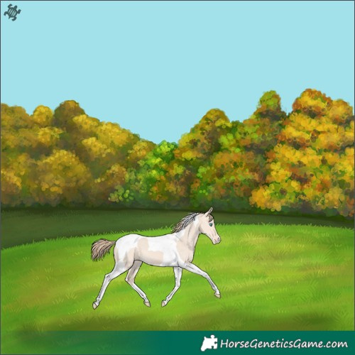 Horse Color:Perlino Dun Tobiano Appaloosa 