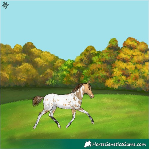 Horse Color:White Spotted Buckskin Dun Blanket 