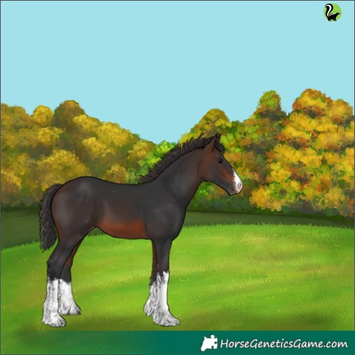 Horse Color:White Spotted Brown Appaloosa 