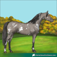 Horse Color:White Spotted Grullo Blanket 