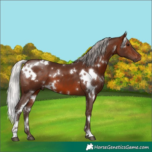 Horse Color:White Spotted Silver Brown