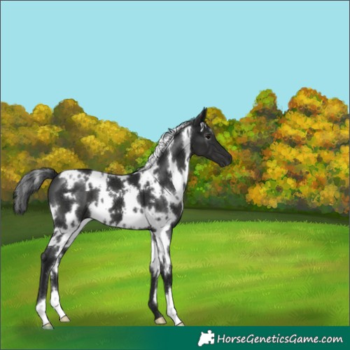 Horse Color:Gray White Spotted Black 