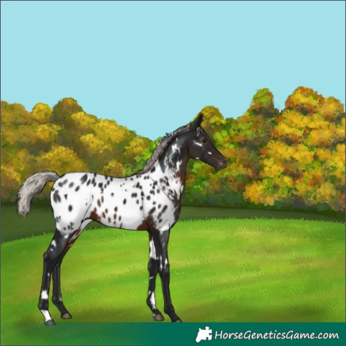 Horse Color:Gray White Spotted Silver Brown Appaloosa