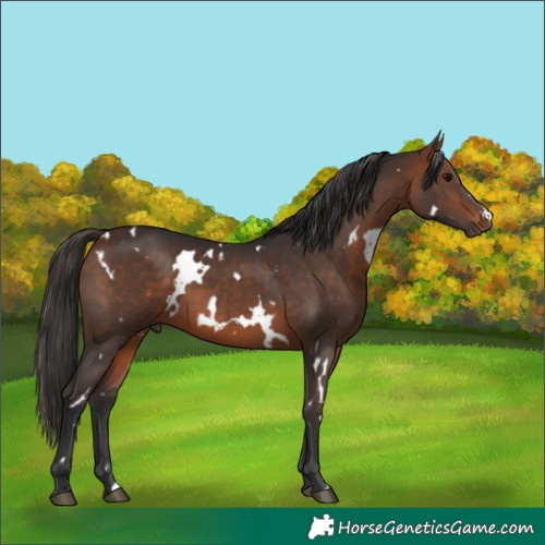 Horse Color:White Spotted Bay