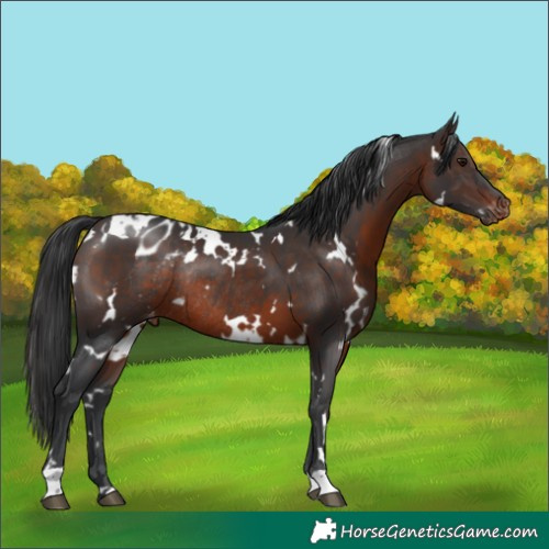 Horse Color:White Spotted Brown Appaloosa Rabicano 