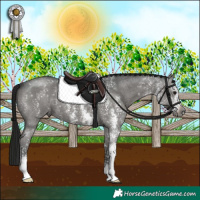 Horse Color:Gray Black Sabino