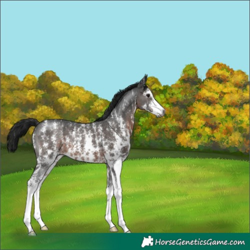 Horse Color:Gray Brown Sabino 