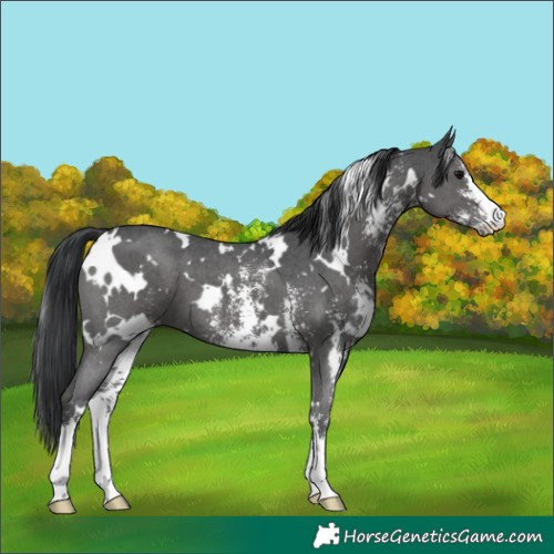 Horse Color:White Spotted Black Sabino 