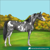 Horse Color:White Spotted Black Sabino