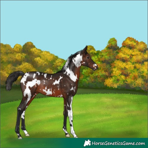 Horse Color:Gray White Spotted Bay Rabicano 