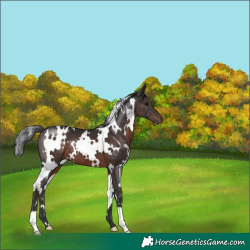 Horse Color:White Spotted Brown 