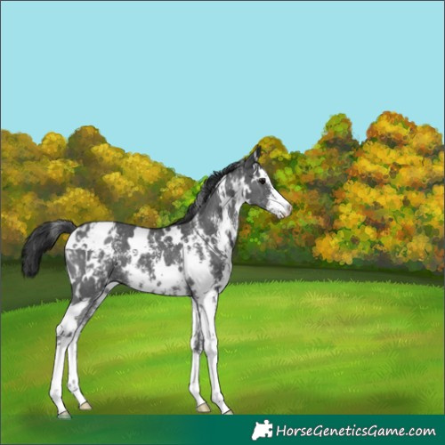 Horse Color:White Spotted Black Sabino Appaloosa 