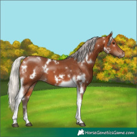 Horse Color:White Spotted Silver Bay Tobiano 