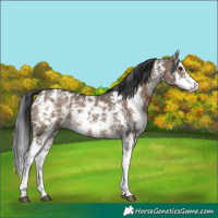 Horse Color:Brown Dun Sabino Rabicano 