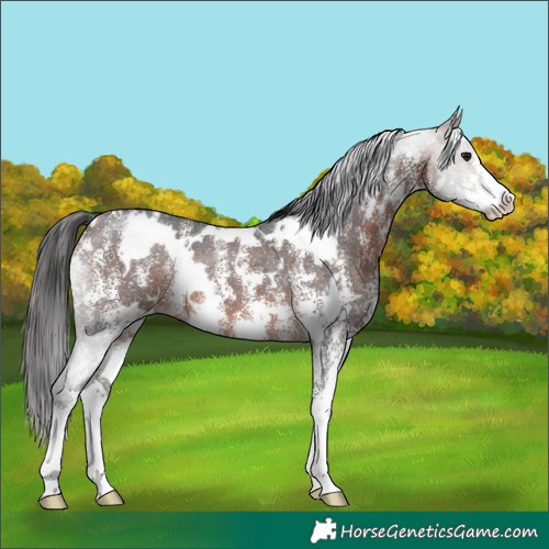 Horse Color:White Spotted Brown Sabino