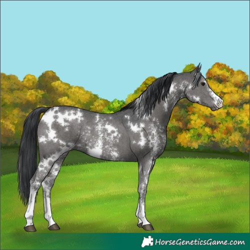 Horse Color:White Spotted Black Sabino Rabicano 