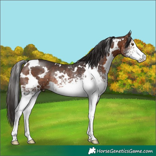 Horse Color:White Spotted Brown Rabicano 