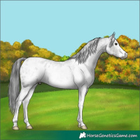 Horse Color:Gray White Spotted Black Appaloosa Rabicano