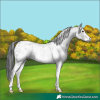 Horse Color:Gray White Spotted Black Appaloosa Rabicano 