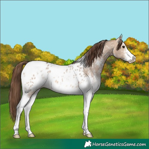 Horse Color:Bay Dun Sabino Tobiano Appaloosa Rabicano 