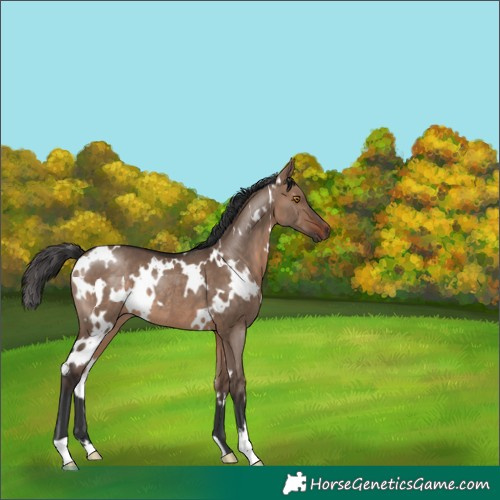 Horse Color:White Spotted Brown Dun Rabicano