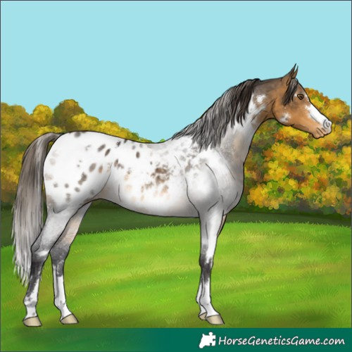 Horse Color:White Spotted Buckskin Appaloosa 