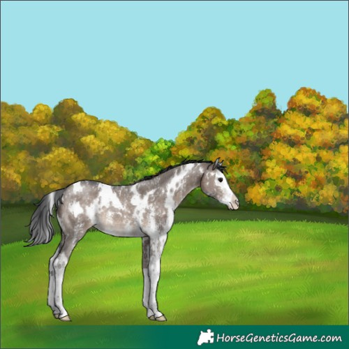 Horse Color:White Spotted Brown Dun Sabino Splash Rabicano 