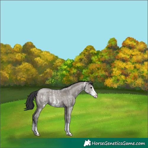 Horse Color:Grullo Sabino 