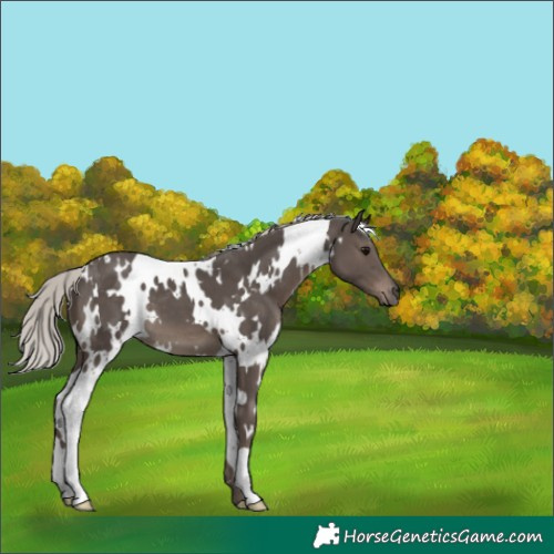 Horse Color:White Spotted Silver Black 