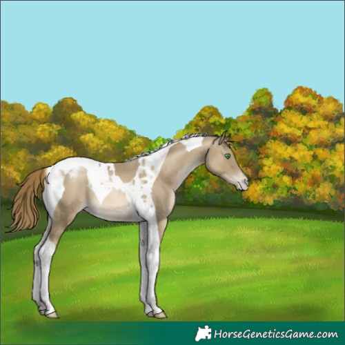 Horse Color:Smoky Black Pearl Tobiano Appaloosa 