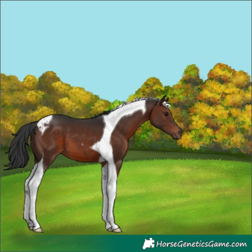 Horse Color:Brown Tobiano 