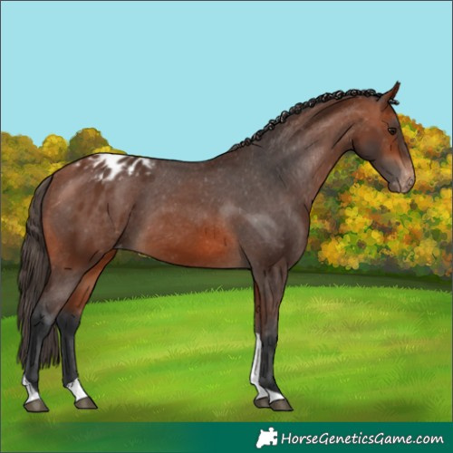 Horse Color:Bay Tobiano Appaloosa Rabicano 