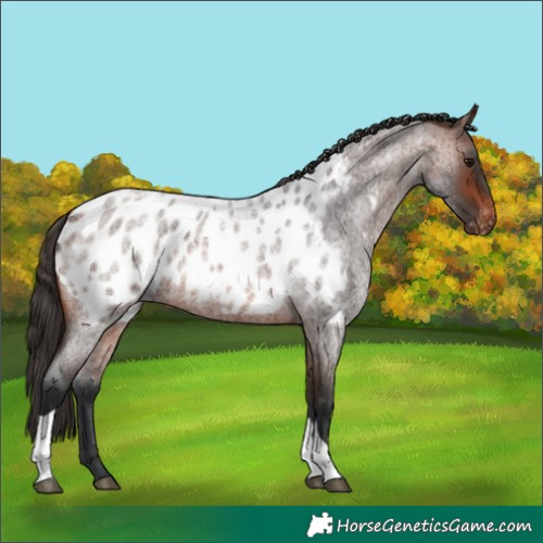 Horse Color:Brown Roan Tobiano Appaloosa Rabicano 