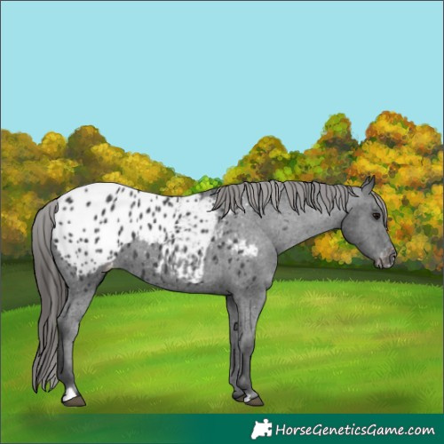 Horse Color:Black Blanket
