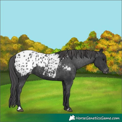 Horse Color:Black Appaloosa 