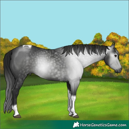 Horse Color:Gray Smoky Black Tobiano Rabicano 