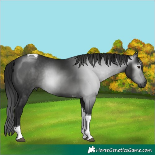 Horse Color:Gray Smoky Black Tobiano Rabicano 