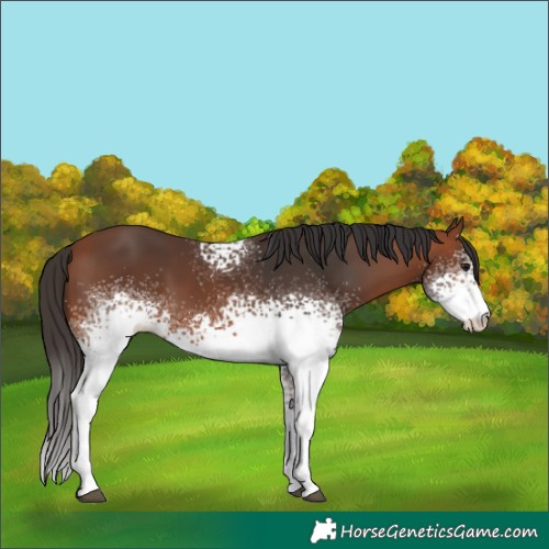 Horse Color:White Spotted Bay 