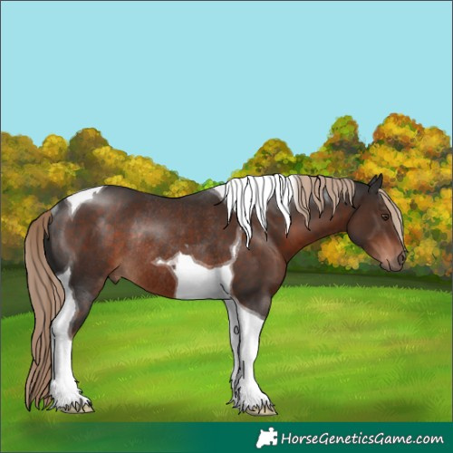 Horse Color:Liver Chestnut Tobiano Rabicano 