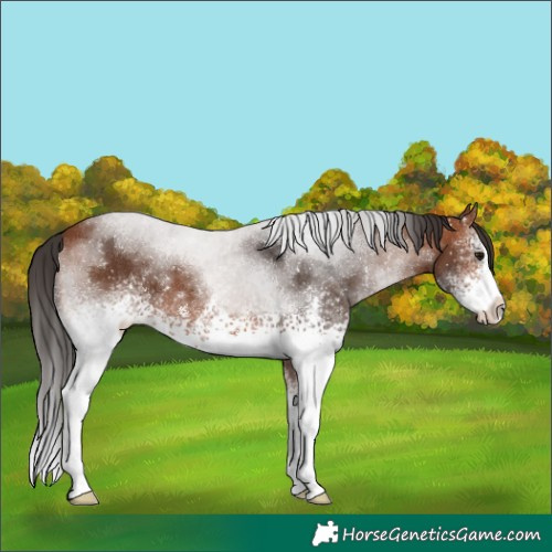 Horse Color:White Spotted Bay Sabino 