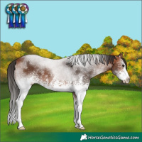 Horse Color:White Spotted Bay Sabino