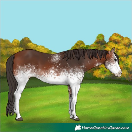 Horse Color:White Spotted Bay Sabino 
