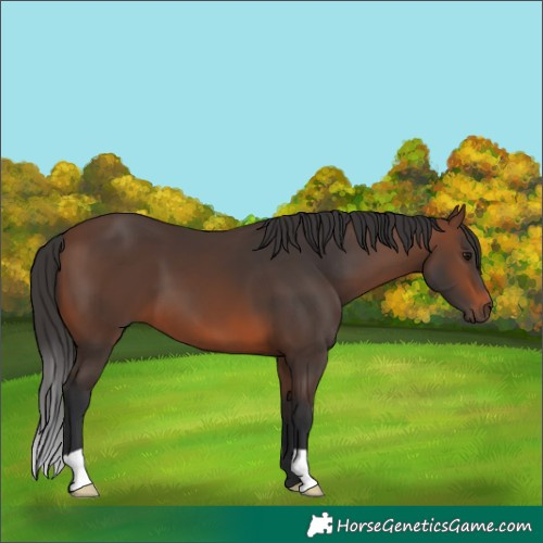 Horse Color:Brown 