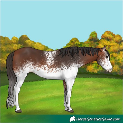 Horse Color:White Spotted Bay