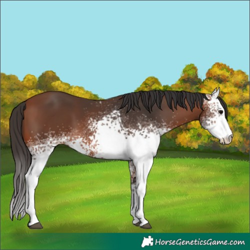 Horse Color:White Spotted Bay 